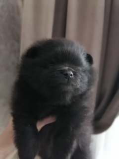 Photo №2 to announcement № 5665 for the sale of pomeranian - buy in Russian Federation breeder