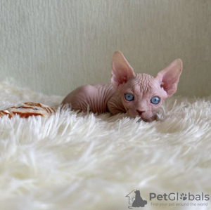 Photo №2 to announcement № 87610 for the sale of sphynx cat - buy in United States private announcement