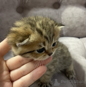 Photo №4. I will sell british shorthair in the city of Tula. private announcement - price - 391$