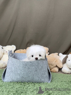 Photo №2 to announcement № 178089 for the sale of maltese dog - buy in Germany private announcement