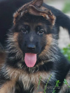 Photo №1. german shepherd - for sale in the city of Valeovo | 310$ | Announcement № 154430