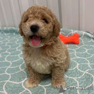 Photo №1. non-pedigree dogs - for sale in the city of Baierbrunn | 329$ | Announcement № 151479