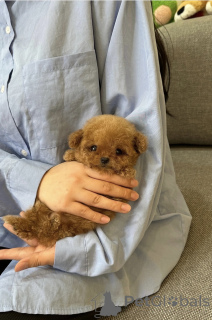 Photo №2 to announcement № 153061 for the sale of poodle (toy) - buy in France breeder