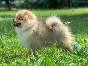 Photo №3. Chic spitz. Girl. Russian Federation