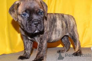 Photo №3. Bullmastiff puppies for sale. Germany