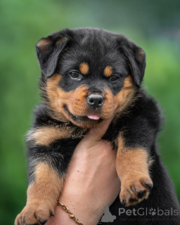 Photo №1. rottweiler - for sale in the city of Plaidt | 258$ | Announcement № 173652