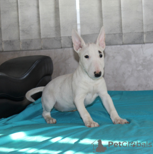 Additional photos: Miniature bull terrier puppies