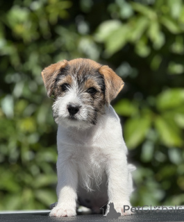 Photo №3. High -sized puppy Jack Russell Terrier. Belarus