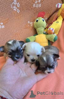 Photo №2 to announcement № 144959 for the sale of chihuahua - buy in Serbia breeder