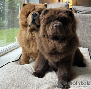 Photo №2 to announcement № 105193 for the sale of chow chow - buy in Germany breeder