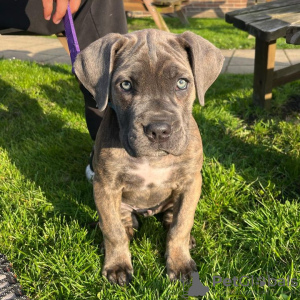 Additional photos: cane corso