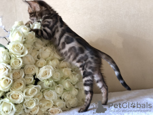 Photo №1. bengal cat - for sale in the city of Догдайк | negotiated | Announcement № 37346