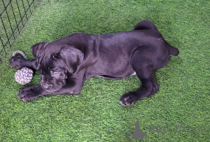 Photo №3. AVAILABLE PUPPIES Cane Corso. United Arab Emirates