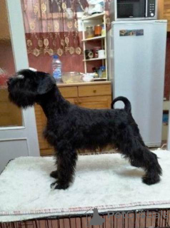 Photo №1. standard schnauzer - for sale in the city of Zrenjanin | negotiated | Announcement № 83950