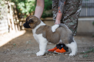 Photo №4. I will sell american akita in the city of Moscow river. from nursery, breeder - price - negotiated