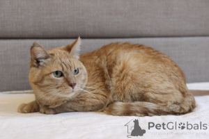 Photo №4. I will sell  in the city of Minsk. from the shelter - price - Is free