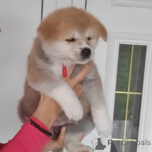 Photo №4. I will sell akita in the city of Kruševac. breeder - price - 1032$