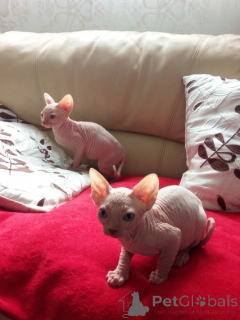 Photo №1. sphynx cat - for sale in the city of Mutlangen | 329$ | Announcement № 149193