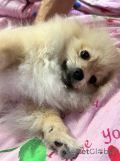 Photo №4. I will sell pomeranian in the city of Mogilyov. private announcement - price - negotiated
