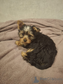 Additional photos: Yorkie puppy.