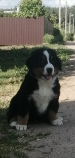 Photo №1. bernese mountain dog - for sale in the city of Minsk | 310$ | Announcement № 2854