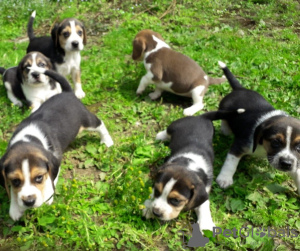 Photo №1. beagle - for sale in the city of Vadaktai | 359$ | Announcement № 37092