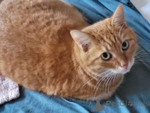 Photo №4. I will sell  in the city of Moskova. private announcement - price - Is free