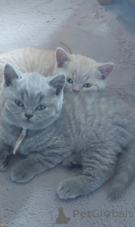 Photo №1. british shorthair - for sale in the city of ROVANIEMI | 516$ | Announcement № 177486