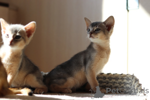 Photo №2 to announcement № 153758 for the sale of abyssinian cat - buy in Belarus from nursery