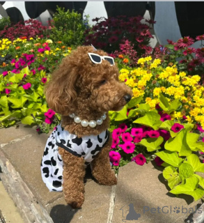 Photo №3. Poodle puppy. Australia