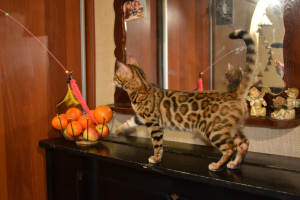 Photo №3. Bengal cat Hillary Lavr Laver. Ukraine