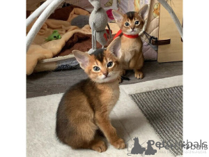 Photo №1. abyssinian cat - for sale in the city of Seville | negotiated | Announcement № 176409