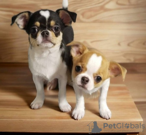 Photo №1. chihuahua - for sale in the city of Helsinki | negotiated | Announcement № 88141