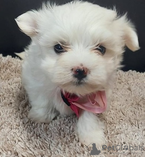 Photo №1. maltese dog - for sale in the city of Lille | 371$ | Announcement № 107575