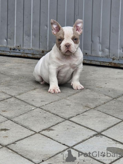 Additional photos: American Bully Micro Pocket