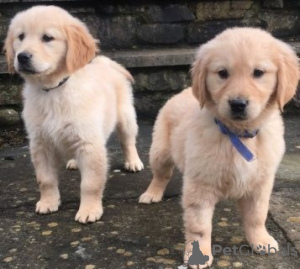 Photo №1. golden retriever - for sale in the city of Grevenmacher | Is free | Announcement № 46348