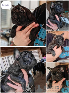 Photo №2 to announcement № 100247 for the sale of french bulldog - buy in Serbia breeder