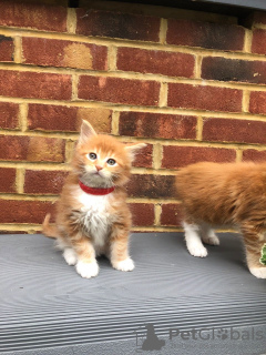 Photo №1. maine coon - for sale in the city of Barcelona | 370$ | Announcement № 121781