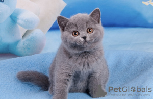 Photo №1. british shorthair - for sale in the city of Пршибрам | 7500$ | Announcement № 72159