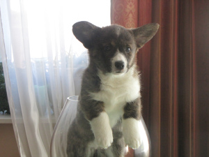 Photo №1. welsh corgi - for sale in the city of Minsk | 850$ | Announcement № 2021