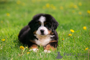 Photo №3. Bernese Mountain Dog puppies - tricolor ball of happiness. Russian Federation