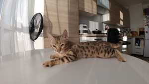 Photo №4. I will sell bengal cat in the city of Kiev. breeder - price - 500$
