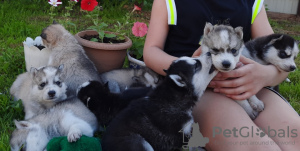 Photo №2 to announcement № 10592 for the sale of siberian husky - buy in Russian Federation private announcement