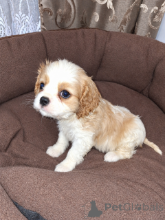 Photo №4. I will sell american cocker spaniel, english cocker spaniel, english springer spaniel, welsh springer spaniel, irish water spaniel, spanish water dog, spanisch mastiff, cavalier king charles spaniel, cavalier king charles spaniel, clumber spaniel, russian spaniel, tibetan spaniel in the city of Vilnius. private announcement, from nursery, breeder - price - 1032$