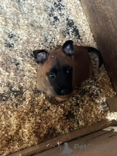 Photo №2 to announcement № 176053 for the sale of malinois - buy in Belgium private announcement