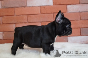 Photo №2 to announcement № 32414 for the sale of french bulldog - buy in Germany private announcement