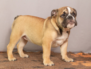 Additional photos: I offer English Bulldog puppies, kids are ready to move to a new home.