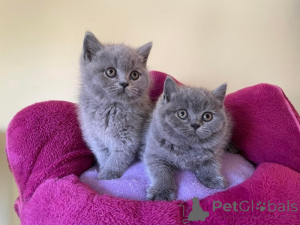 Photo №1. british shorthair - for sale in the city of Cölbe | 361$ | Announcement № 172318