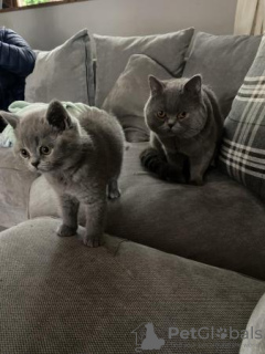 Photo №4. I will sell british shorthair in the city of Wiesbaden. private announcement, from nursery, from the shelter, breeder - price - 370$