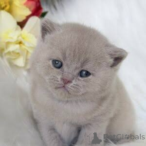Photo №1. british shorthair - for sale in the city of Douglas | negotiated | Announcement № 173805